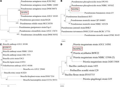 PCB-77 biodegradation potential of biosurfactant producing bacterial isolates recovered from contaminated soil